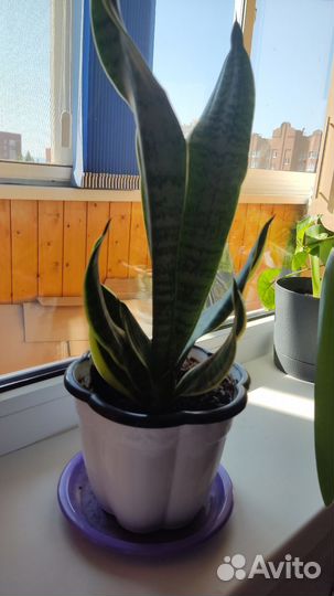 Сансевиерия (тещин язык)