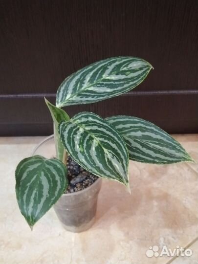 Комнатные цветы 1