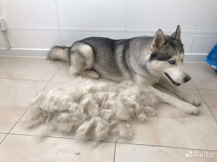 Продам собачью шерсть