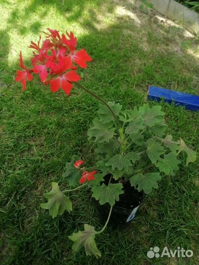 Пеларгония герань сортовая