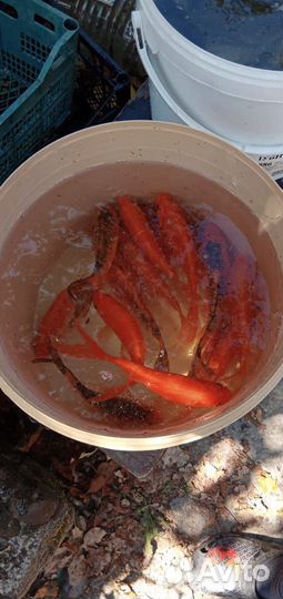 Рыбки кои-караси