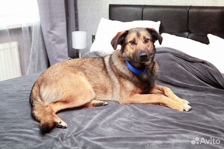 Марсель так долго ждёт хозяина