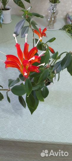 Комнатные цветы