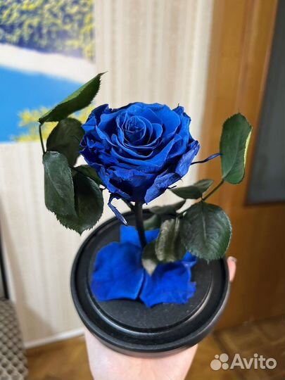 Живая роза в колбе