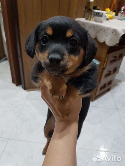 Маленькая собака