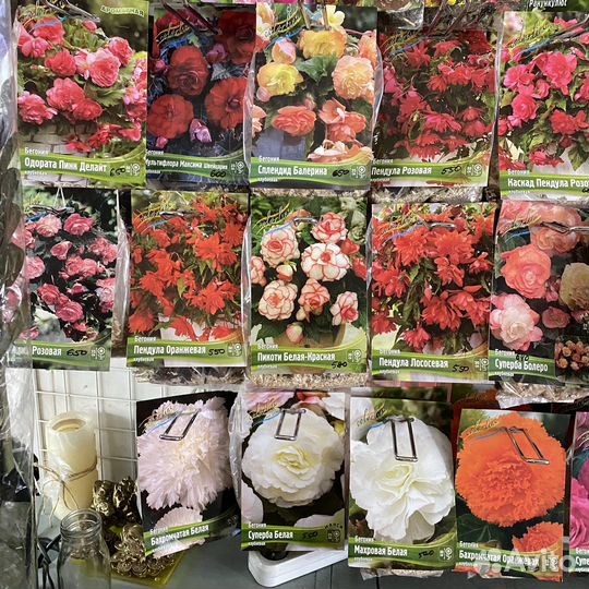 Клубневые бегонии