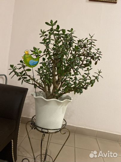 Крассула -толстянка (денежное дерево)