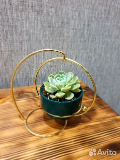 Цветочные композиции из суккулентов