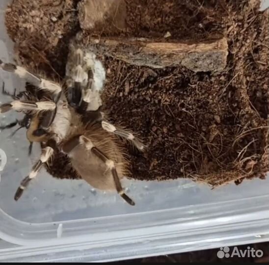 Паук птицеед