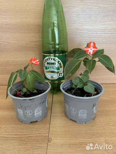 Растения комнатные