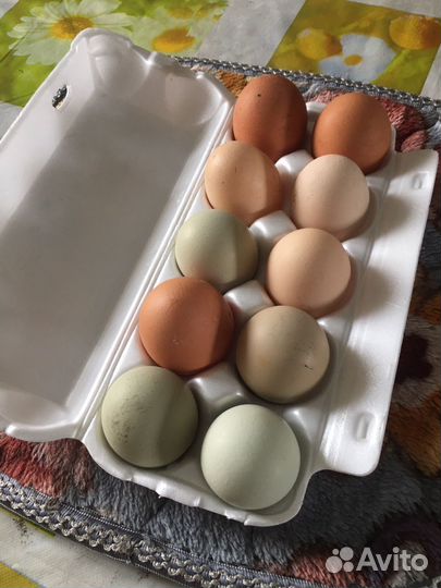 Домашние куриные яйца