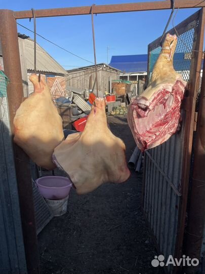 Сало деревенское свежее