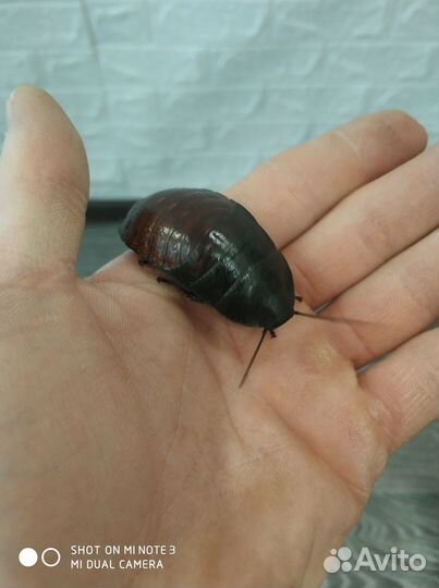 Мадагаскарский шипящий таракан