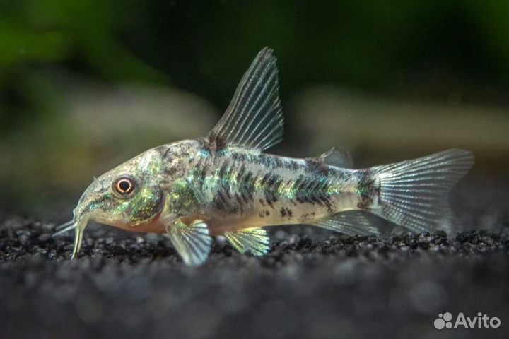 Сом Коридорас в ассортименте