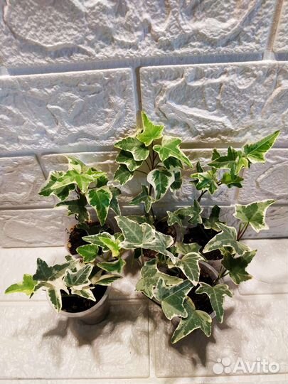 Бегония, пилея, драцена, сциндапсус