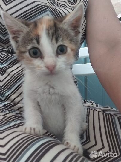 Крошка котенок ищет дом