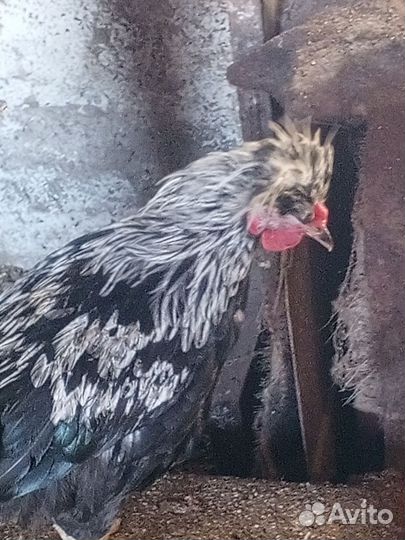 Хохлатые петухи