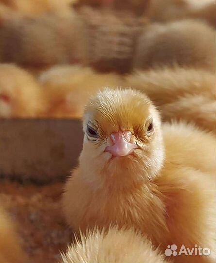 Перепела суточные