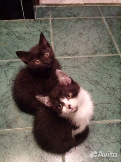 Чисто черная гладкошерстная котенок-малышка