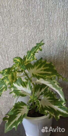 Декабрист, Колеус,Сансевиерия, толстянка