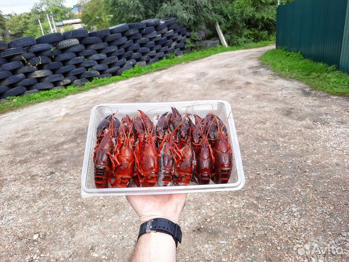 Раки,Крабы, креветки,моллюски, полуфабрикаты и т.д