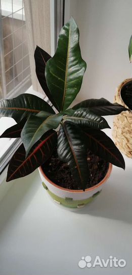 Кротон с кашпо