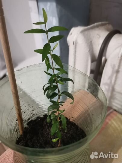 Мирт укоренённые черенки