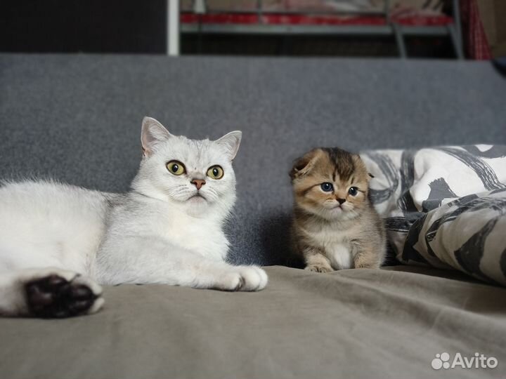 Шотландская вислоухая кошка