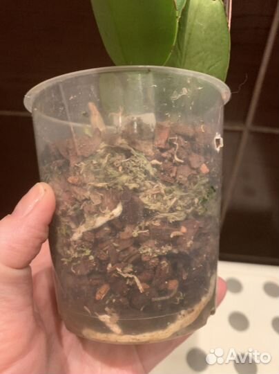 Cattleya Nobilior s/a “Akemi”