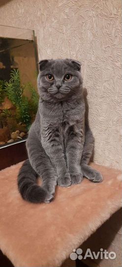 Шатланская вислоухая