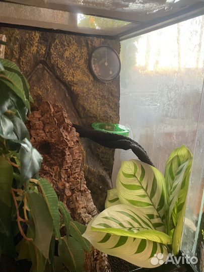 Реснитчатый бананоед с террариумом