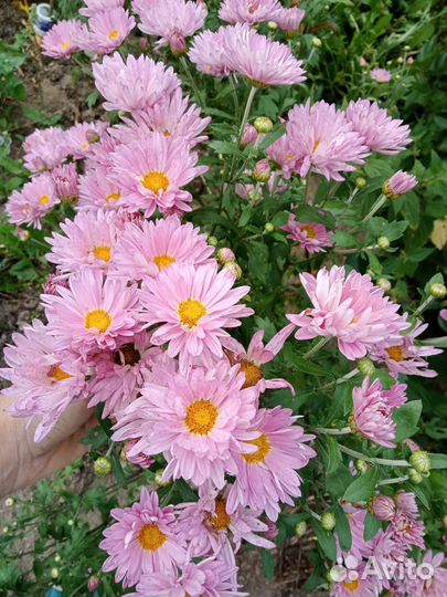 Хризантема