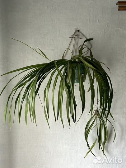 Хлорофитум