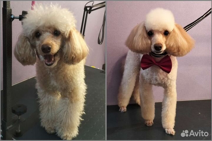 Груминг стрижка собак и кошек