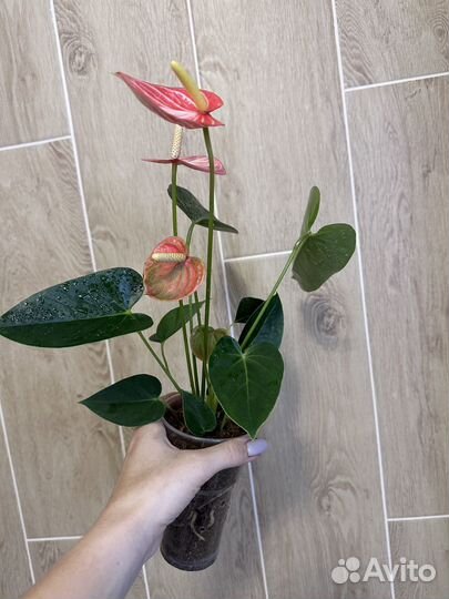 Новинка антуриум ливиум оранж (оранжевый)