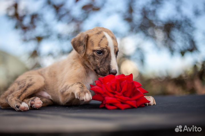 Щенок уиппета