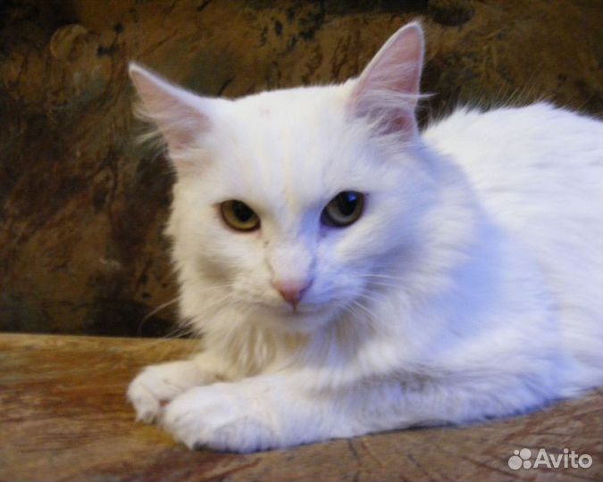 Бэллочка - белоснежная красавица (метис ангорской)
