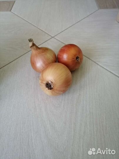Лук репчатый