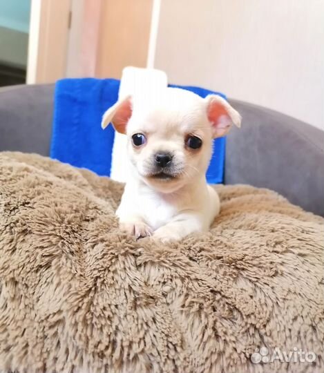 Щенки чихуахуа