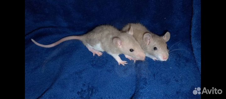 Крыски 6 мальчиков рексы и стандарт