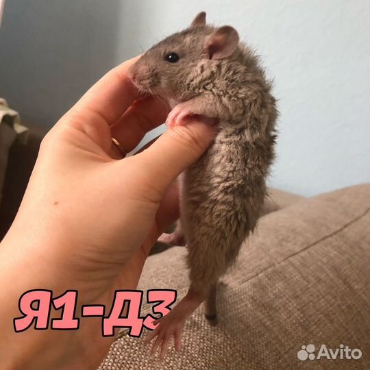 Крысята девочки, кудрявые, дабл-рекс