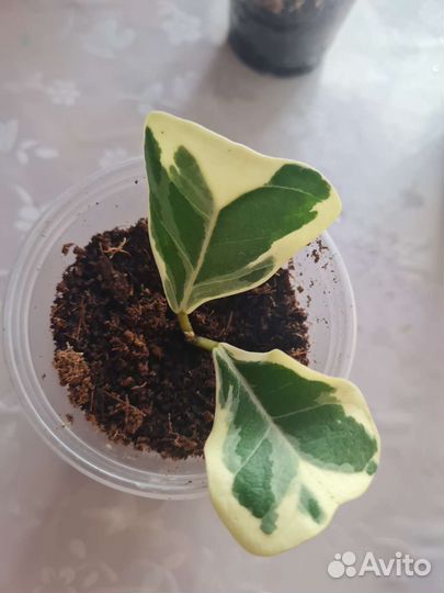 Фикус триангулярис грин дрим коконат вайт маржин