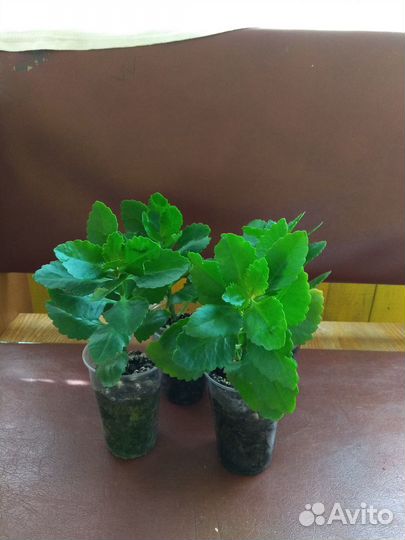 Отростки каланхоэ