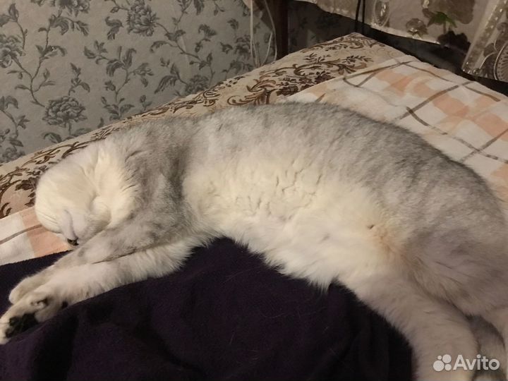 Кошка