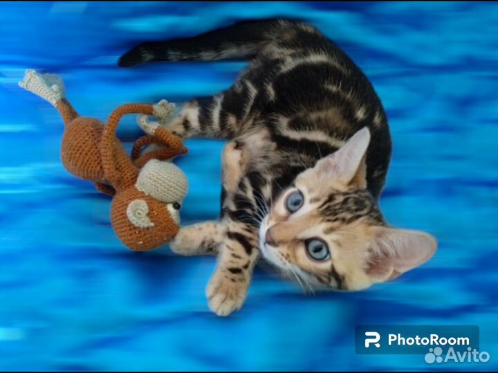Бенгальские котята клубные с документами