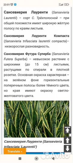 Сансевиерии