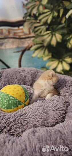 Котята хайленд фолд
