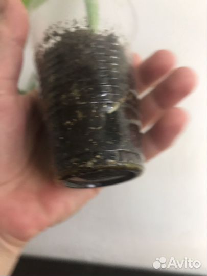 Монстера Альба Борзига