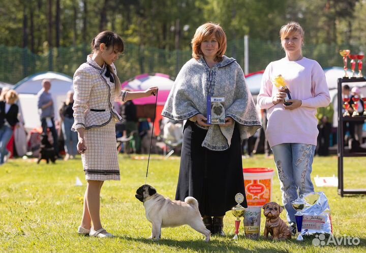 Хендлер, показ на выставках собак