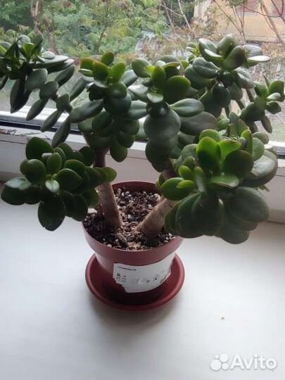 Денежное дерево (крассула/толстянка)